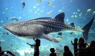 世界上最大的水族馆 海南最大的水族馆